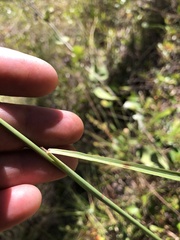 Sorghastrum secundum