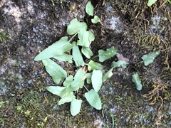 Asplenium rhizophyllum