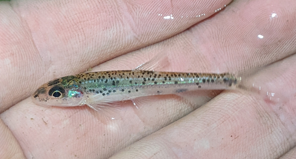 shoal chub in October 2022 by maurer416 · iNaturalist