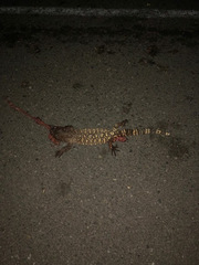 Heloderma exasperatum