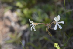 Pelargonium alchemilloides