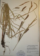 Carex × subimpressa