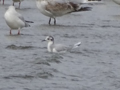 Hydrocoloeus minutus