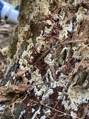Coniophora puteana