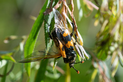 Nicrophorus vespillo