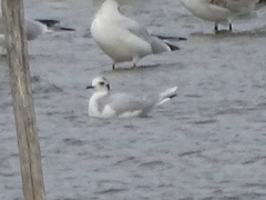 Hydrocoloeus minutus