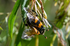 Nicrophorus vespillo