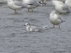 Hydrocoloeus minutus