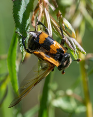 Nicrophorus vespillo