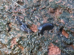 Continenticola
