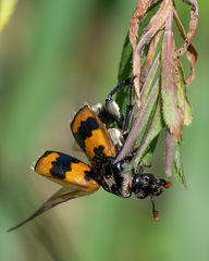 Nicrophorus vespillo
