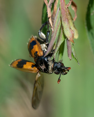 Nicrophorus vespillo