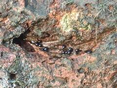 Continenticola
