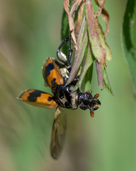 Nicrophorus vespillo