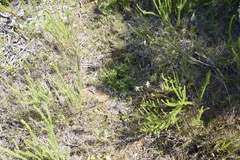 Pelargonium alchemilloides