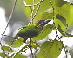 Psilopogon rafflesii