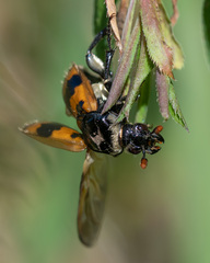 Nicrophorus vespillo