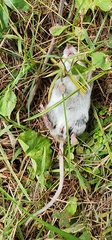 Peromyscus maniculatus