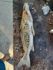 Calophysus macropterus