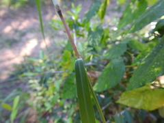 Bothriochloa longipaniculata