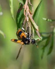 Nicrophorus vespillo