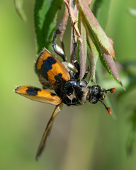 Nicrophorus vespillo