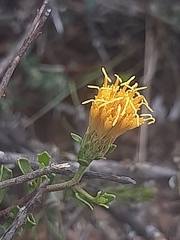 Pegolettia