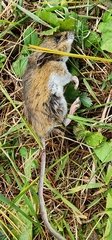 Peromyscus maniculatus