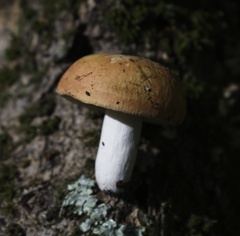 Russula decolorans