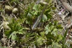 Pelargonium alchemilloides