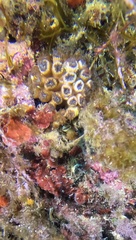 Cladocora caespitosa