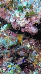 Parablennius pilicornis