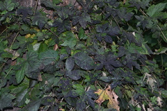 Capnodiaceae