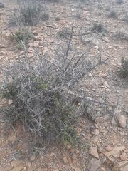 Pegolettia