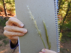 Bothriochloa longipaniculata