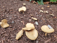 Agrocybe putaminum