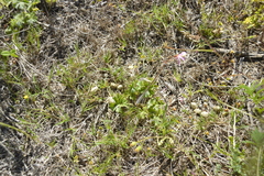 Pelargonium alchemilloides