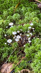 Strobilurus trullisatus