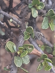 Pegolettia