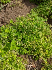Oxalis