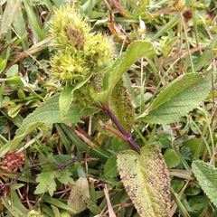 Lepechinia caulescens