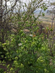 Moscharia pinnatifida