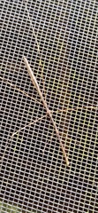 Emesaya brevipennis