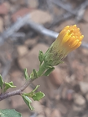 Pegolettia