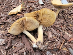 Agrocybe putaminum