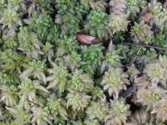 Sphagnum palustre