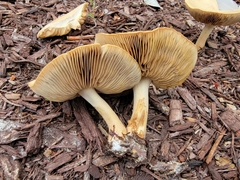 Agrocybe putaminum