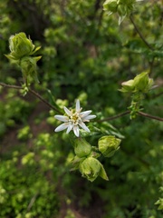 Moscharia pinnatifida