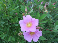 Rosa palustris