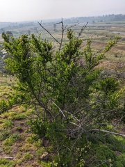 Retanilla trinervia